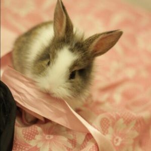 Meet your Posher, Lizzie